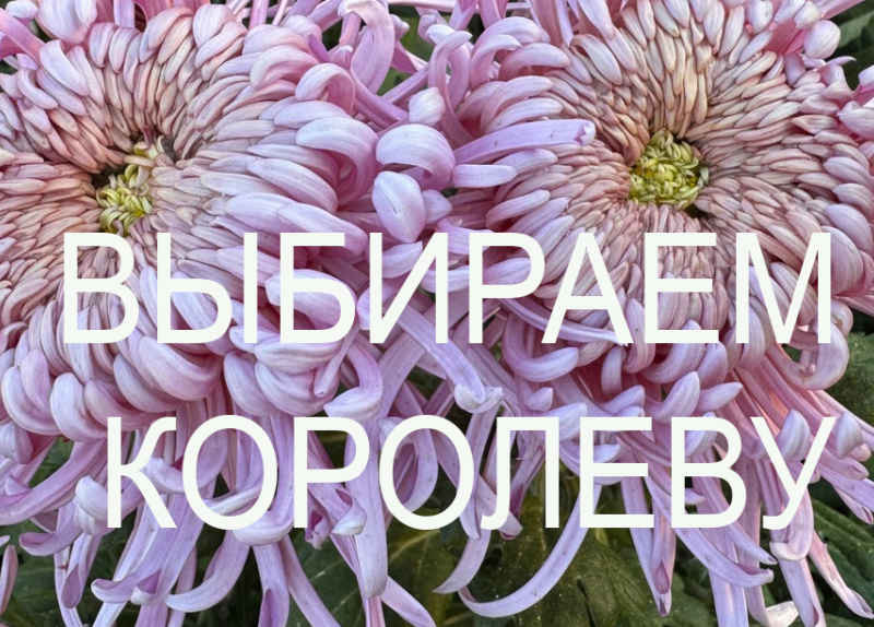 0_Выбираем КОролеву 2